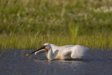 Spatule blanche - Platalea leucorodia - Eurasian Spoonbill