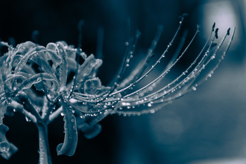 秋雨に濡れたヒガンバナ青