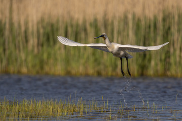 Spatule blanche - Platalea leucorodia - Eurasian Spoonbill