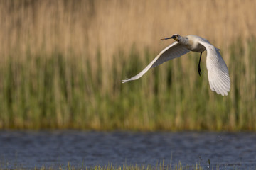 Spatule blanche - Platalea leucorodia - Eurasian Spoonbill