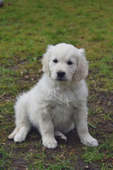 golden retriever puppy