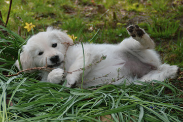 puppy in grass