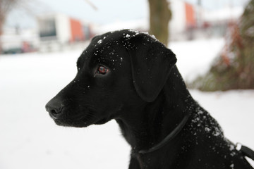 dog in snow