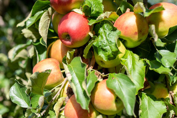 Bio-Äpfel vom Bodensee