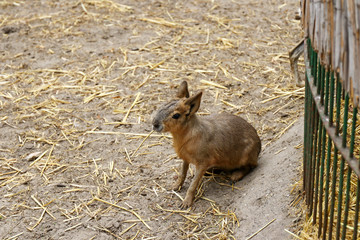 Patagonian rabbits, Patagonian guinea pigs