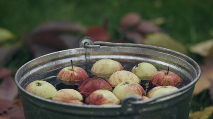 Closeup of red ripe apples floating in a bucket full of water. Apple falls into a bucket of water...