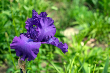 Close-up view of an iris flower on background of green leaves and flower beds. Beautiful varietal Swingtown purple, burgundy garden irises. Selective focus