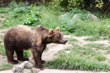 A brown bear in the meadow