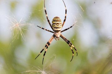Wasp spider - Argiope bruennichi, photographed in Serbia.