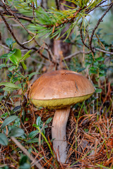 Mushrooms in the coniferous forest. Edible mushrooms for cooking delicious dishes.