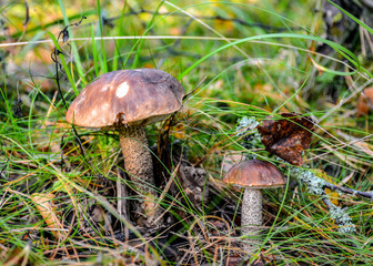 Mushrooms in the coniferous forest. Edible mushrooms for cooking delicious dishes.