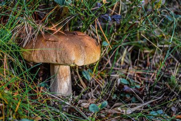 Mushrooms in the coniferous forest. Edible mushrooms for cooking delicious dishes.