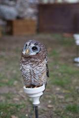 Owl with black eyes and a yellow beak