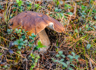 Mushrooms in the coniferous forest. Edible mushrooms for cooking delicious dishes.