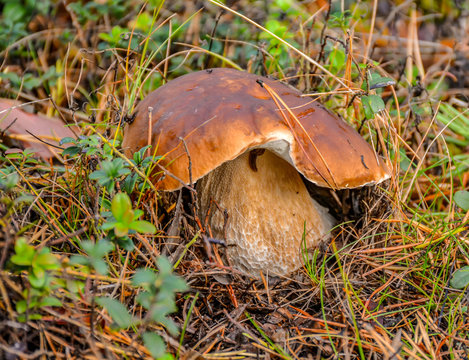 Mushrooms in the coniferous forest. Edible mushrooms for cooking delicious dishes.