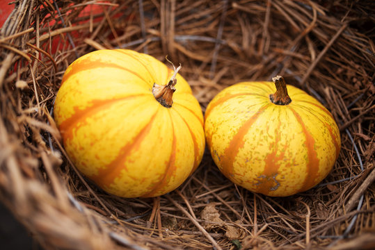 Pumpkin for thanksgiving