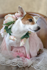 Dog in Tutu