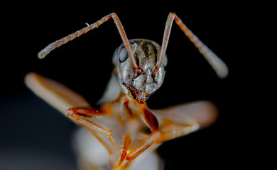 insect