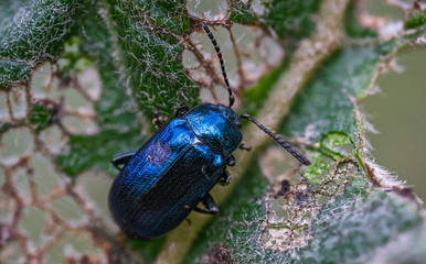insect