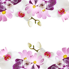 Beautiful floral background of orchids and kosmos  © Ann-Mary