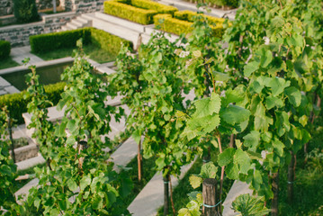 Green sunny vineyard in the Rabati Fortress in Akhaltsikhe, Georgia.