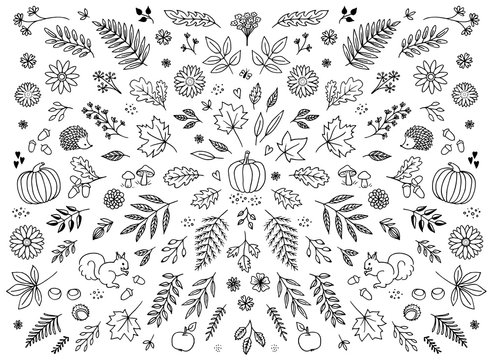 Hand drawn floral elements for fall - seasonal leaves, flowers and plants for text decoration