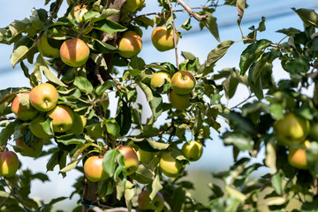 Bio-Äpfel vom Bodensee
