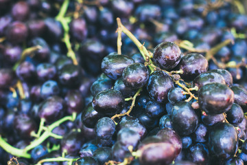 Grape background. Dark grape. Blue grape. Wine grape.