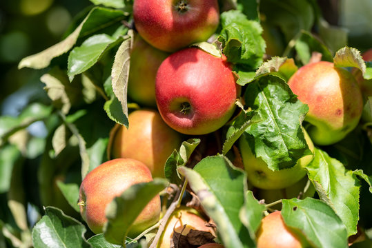 Bio-Äpfel vom Bodensee