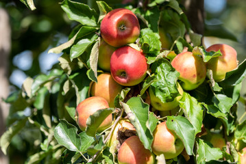 Bio-Äpfel vom Bodensee