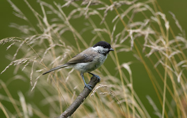 Black Cap on a branch
