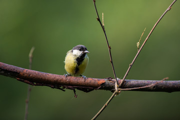 Garden bird tit on a branch