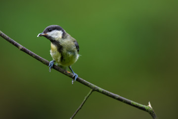 Garden bird tit on a branch