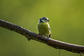 Obraz premium Garden bird tit on a branch