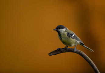 Bird Great tit orange autumn background
