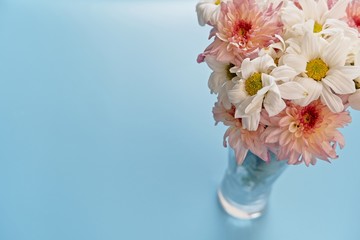 Fototapeta na wymiar pink chrysanthemum flower in glass, flower bloom beautiful on blue background, The concept of summer or spring with copy space