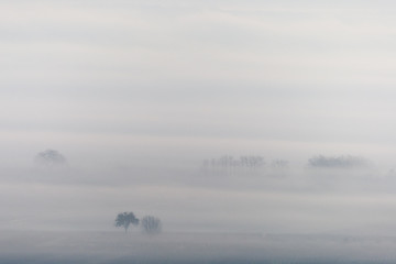 Misty trees with copy space above, monochrome