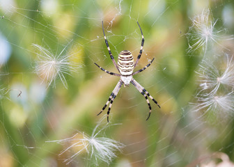 Wasp spider - Argiope bruennichi, photographed in Serbia. © Dickov