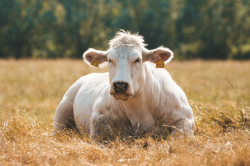Grass fed Belgian Blue cow (Race de la Moyenne et Haute Belgique) is laying and relaxing on the hay - Blanc-Bleu Belge a breed of beef cattle with double-muscling (myostatin) or genetically modified