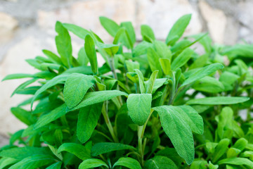 Detail of sage plant in the garden