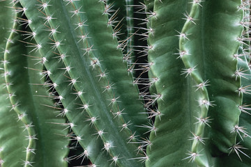 Close up of big cactus plants