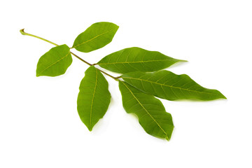 stack image of Green leaf isolated on white background