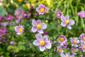 Delicate pink Anemone flowers, with a shallow depth of field