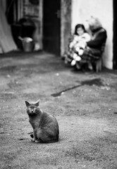 cat 