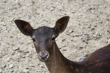 A young doe looks into the camera.