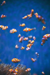 Fototapeta na wymiar Nemo fish
