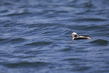 A long-tailed duck (Clangula hyemalis) swimming and foraging in the harbour of Hundested Denmark.