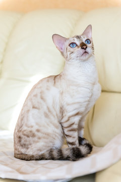 lynx cat for sale australia