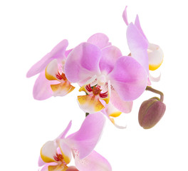 Beautiful tropical orchid flowers on white background