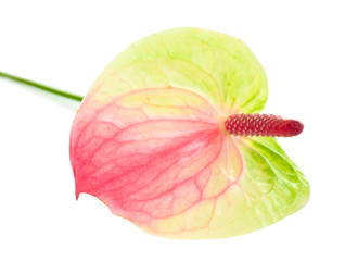 Beautiful anthurium flower on white background